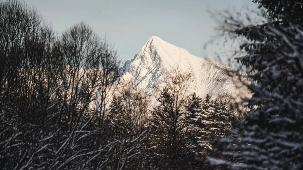 在阳光明媚的日子里 克里文峰 斯洛伐克的象征 被雪覆盖着 树枝模糊不清 前景堪忧 — 图库照片