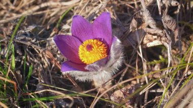 Pask çiçeğinin statik çekimi (Pulsatilla grandis) yumuşak rüzgarda hareket eden sadece birkaç kuru ot kanadı