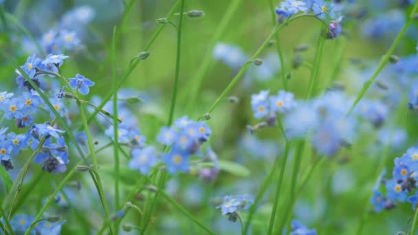 Azul Minúsculo Não Esqueça Myosotis Gramíneas Escorpião Flores Crescendo Prado — Vídeo de Stock