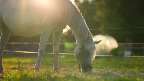 Biały Koń Arabski Pasący Się Zielonym Polu Widok Boku Podświetlenie — Wideo stockowe