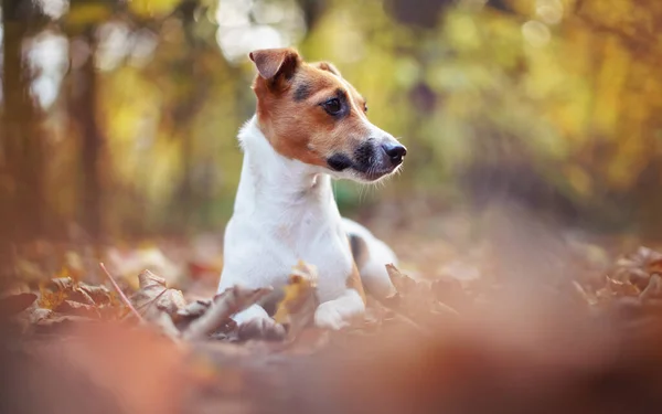 Pequeno Cão Jack Russell Terrier Descansando Folhas Outono Olhando Para — Fotografia de Stock