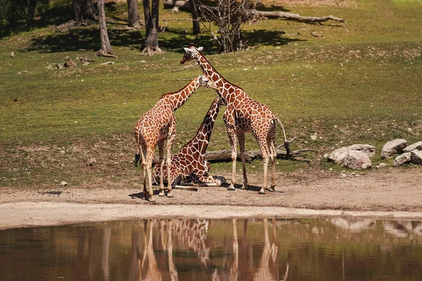 Three Reticulated Giraffe Giraffa Camelopardalis Reticulata Standing Next Small Lake — Stock Photo, Image