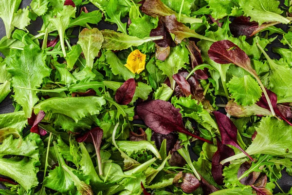 Green and red leaves salad, small edible yellow flower, closeup detail from above
