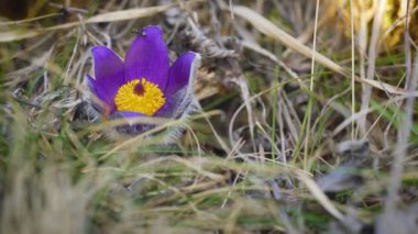 Pask çiçeğinin statik çekimi (Pulsatilla grandis) yumuşak rüzgarda hareket eden sadece birkaç kuru ot kanadı, mor yaprakların üzerinde küçük karınca yürür