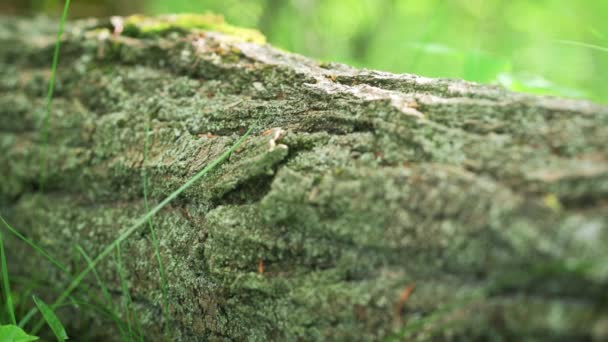 Cámara Desliza Sobre Árbol Caído Bosque Primer Plano Musgo Líquenes — Vídeo de stock