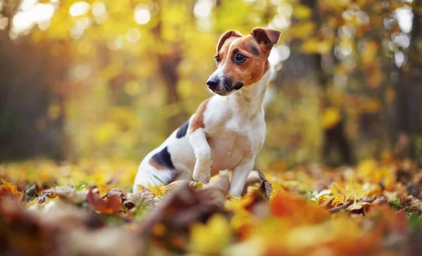 stock image Small Jack Russell terrier dog sitting on autumn leaves, looking to side, shallow depth of field photo with bokeh blurred trees in background