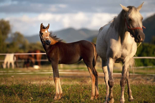 Piccolo Puledro Cavallo Arabo Marrone Piedi Accanto Sua Madre Campo — Foto Stock