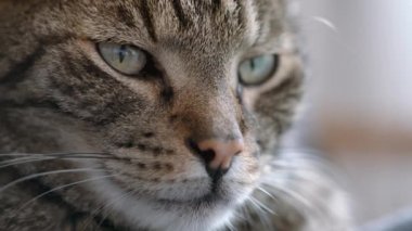 Gri çizgili tekir kedi, yüzünde yakın plan detayı var.