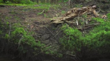 Karanlık orman zemininde yetişen ince yeşil yosunlar, yakınlarda eski kurumuş çürüyen ağaçlar, sağa kayan kamera, yakın çekim ayrıntıları.