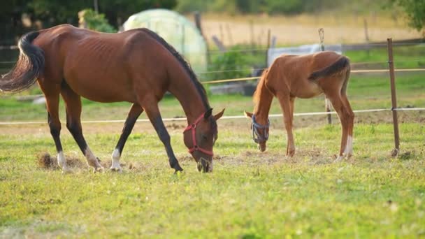 Bruine Arabische Paarden Grazen Groen Veld Klein Veulen Moeder Buurt — Stockvideo