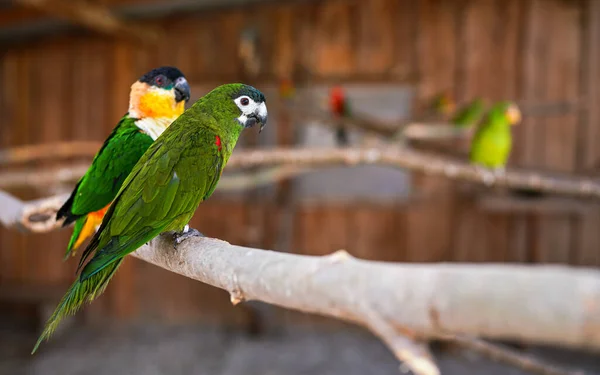 Yeşil Kırmızı Omuzlu Papağan Arkasında Başka Bir Kuş Yakın Plan — Stok fotoğraf