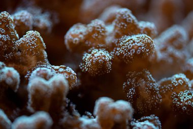 Su altı fotoğrafı, mercanlara yakın floresan ışığı yayıyor. Soyut deniz arkaplanı