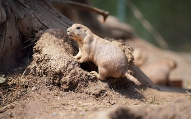 Kara kuyruklu çayır köpeği (Cynomys ludovicianus) kuru ağaç kütüğünün yanında