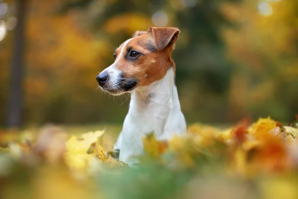 Pequeño Jack Russell Terrier Detalle Del Perro Cabeza Cara Bonito —  Fotos de Stock