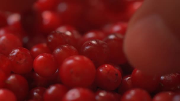 新鮮に収穫された赤い野生のクランベリーの山 手に持っていくつかの詳細 — ストック動画