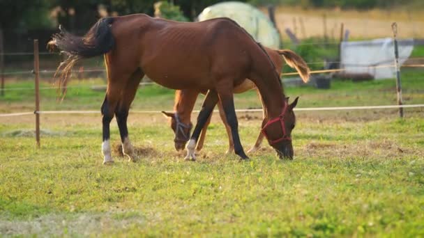 Bruine Arabische Paarden Grazen Groen Veld Klein Veulen Achter Moeder — Stockvideo