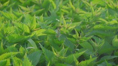 Güneş ısırgan otunun üzerinde parlıyor - Urtica dioica, kamera yavaş yavaş yeşil yaprakların üzerinde kayıyor