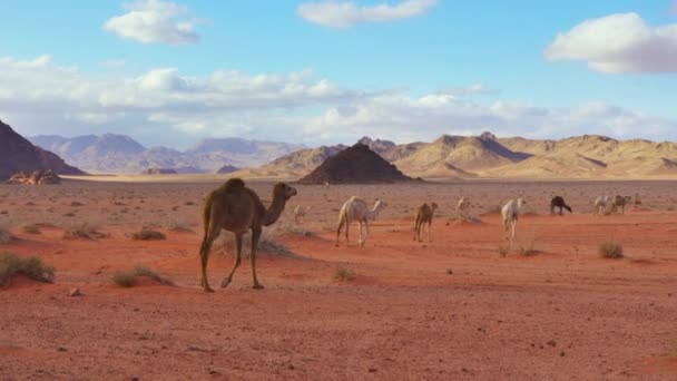 Grupa Wielbłądów Spacerujących Pomarańczowym Czerwonym Piasku Pustyni Wadi Rum Tło — Wideo stockowe