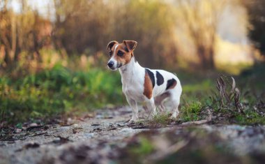 Küçük Jack Russell teriyeri çayırda ya da köy yolunda dikiliyor. Ağaçlar bulanık.