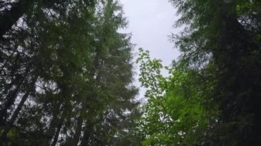 Ormanda yürürken ağaç dallarına bakıyorum. Bazıları yapraklı, bazıları kozalaklı, gökyüzü arka planda.