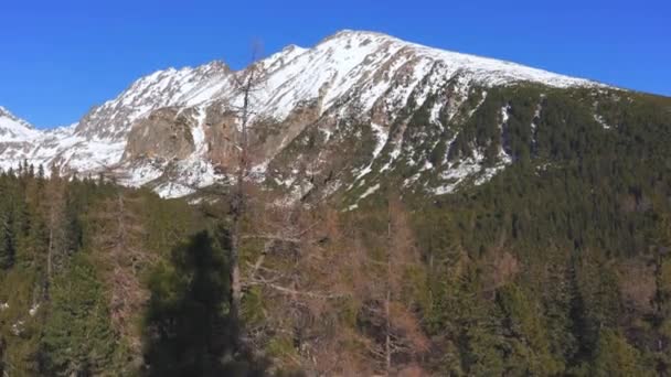 Zimowa Sceneria Słowacji Wysokie Drzewa Iglaste Szczytem Patria Tatrach Oddali — Wideo stockowe