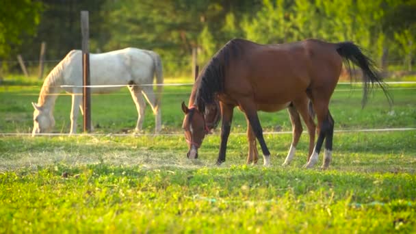 Brown Arabian Horse Grazing Green Field Small Foal — Stock Video