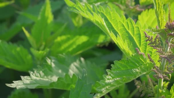 Sol Brilla Sobre Ortiga Común Fresca Urtica Dioica Cámara Desliza — Vídeos de Stock