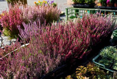 Güneş, sokak pazarında sergilenen küçük kırmızımsı Erica dekoratif çiçeklerine parlıyor