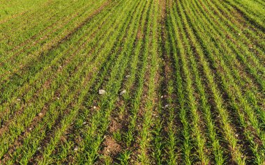 Buğday fidanlarıyla dolu bahar düzenli sıralar oluşturuyor.