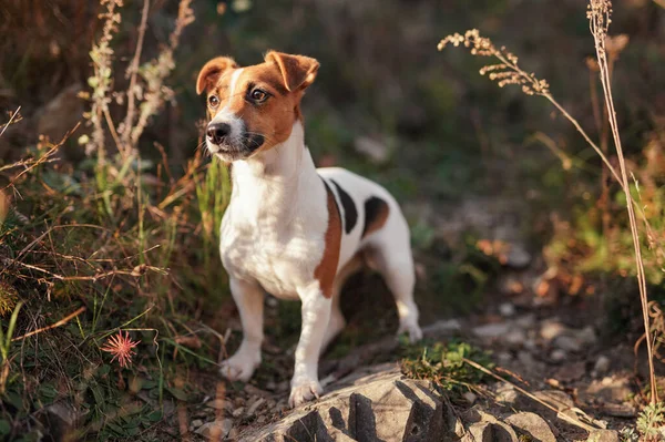 Piccolo Jack Russell Terrier Cane Che Cammina Sulla Strada Forestale — Foto Stock