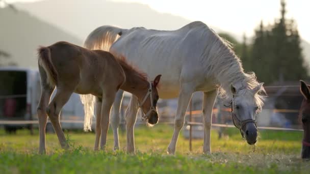 Brązowo Białe Konie Arabskie Wypasane Zielonym Polu Małe Źrebaki Matka — Wideo stockowe