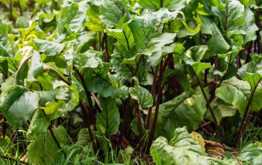 Bahçede büyüyen pancar - mor damarlı yeşil yapraklara yakın çekim