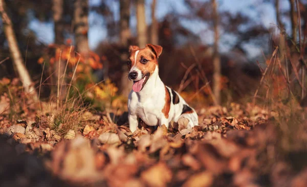 Küçük Jack Russell Teriyer Köpeği Güneş Işığında Sonbahar Yaprakları Üzerinde — Stok fotoğraf