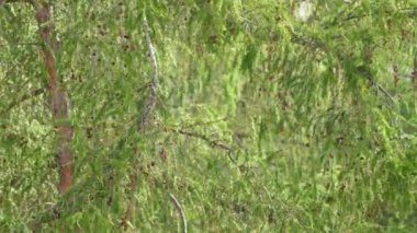 Karaçam ağacı köknarı koni dallarıyla kaplıydı. Rüzgâr yavaş esiyor, yakın plan detaylarıyla.