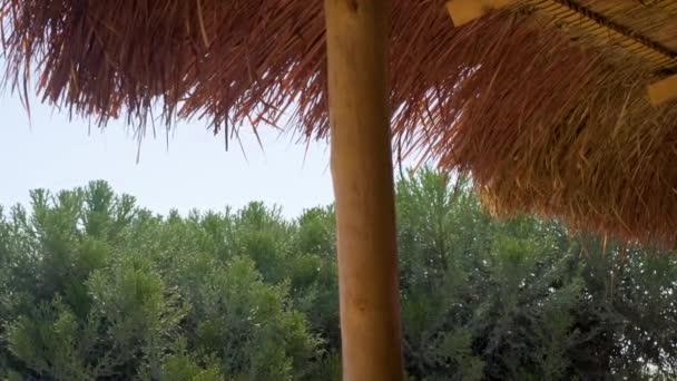 ビーチ小屋の屋根の詳細は わらの遅い風に移動し エキゾチックな緑の茂みと澄んだ空の背景 — ストック動画