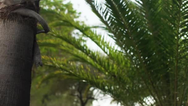 Palmiye Ağacı Gövdesi Bulanık Yapraklar Rüzgarın Arka Planında Hareket Ediyor — Stok video