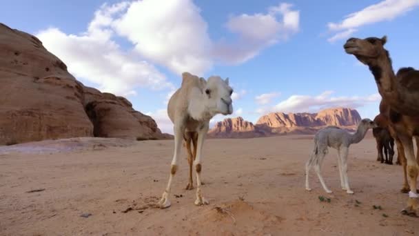 ラクダのグループワディラム砂漠のオレンジ色の赤い砂の上を歩くと 山の背景 — ストック動画