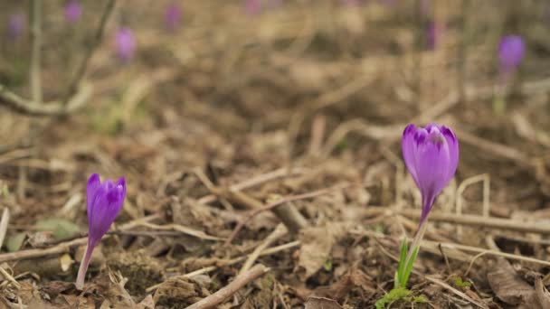 Pradera Hierba Seca Con Flores Iris Púrpura Silvestre Crocus Heuffelianus — Vídeos de Stock