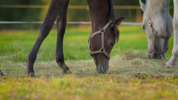 Hnědoarabští Koně Pasoucí Zeleném Poli Detail Hlavě Další Bílý Nimi — Stock video