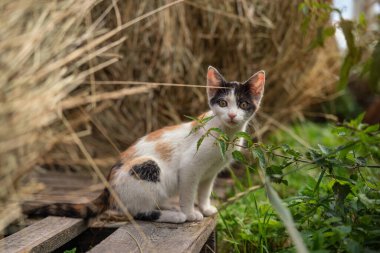 Küçük beyaz siyah, bej ve beyaz kedi yavrusu çiftlikteki saman rulolarının arasında yürüyor..