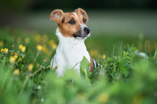 Mały Jack Russell Terrier Siedzi Łące Wiosną Żółte Kwiaty Mniszka — Zdjęcie stockowe