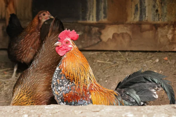 Kis Bantam Csirke Kakas Élénk Piros Fésű Női Madár Háttérben — Stock Fotó