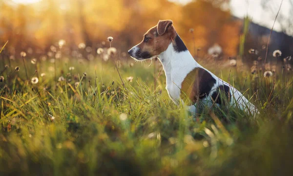 Small Jack Russell Terrier Sitting Autumn Low Grass Some White — Stock Photo, Image