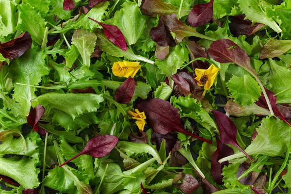 Green and red leaves salad, small edible yellow flower, closeup detail from above