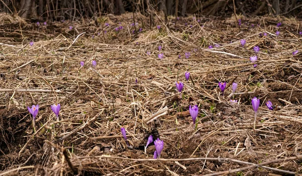 Dry Grass Meadow Wild Purple Iris Crocus Heuffelianus Flowers Closeup — Stock Photo, Image