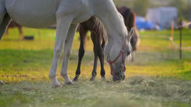 Белые Арабские Лошади Пасутся Зеленом Поле Деталь Голове Другая Коричневая — стоковое видео