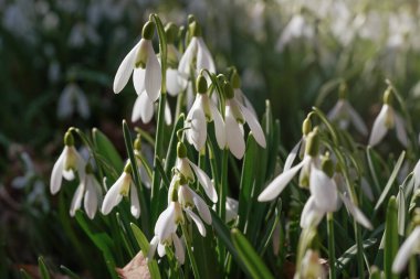 Güneş birçok beyaz kar damlasında parlar - Galanthus nivalis - ormanda yetişen çiçekler, yakın plan ayrıntıları