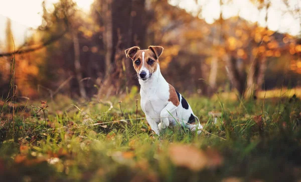 Mały Pies Terrier Jack Russell Siedzi Jesiennych Liściach Płytka Głębokość — Zdjęcie stockowe