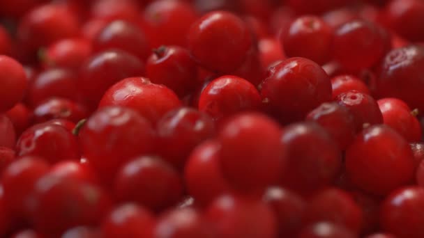 Pilha Cranberries Selvagens Vermelhos Recém Colhidos Detalhe Close Mais Alguns — Vídeo de Stock