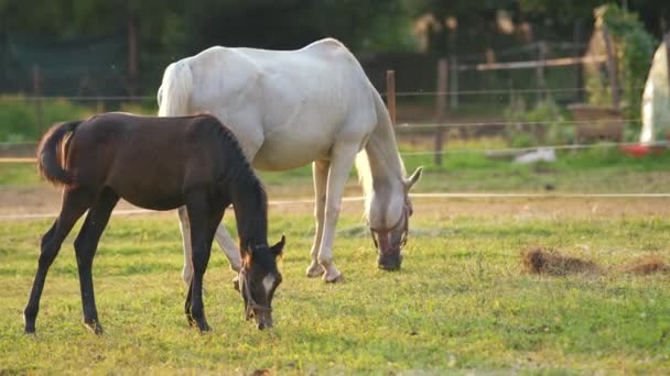 Brown White Arabian Horses Grazing Green Field Small Foal Mother — Stock Video
